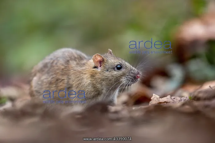 : Brown Rat - UK : Brown Rat - UK