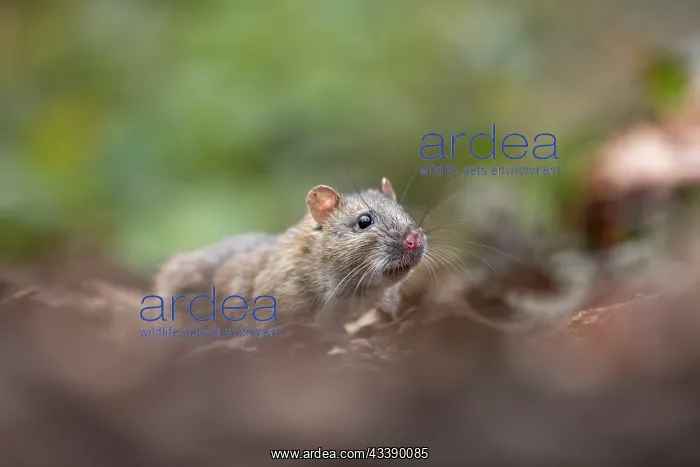 : Brown Rat - UK : Brown Rat - UK