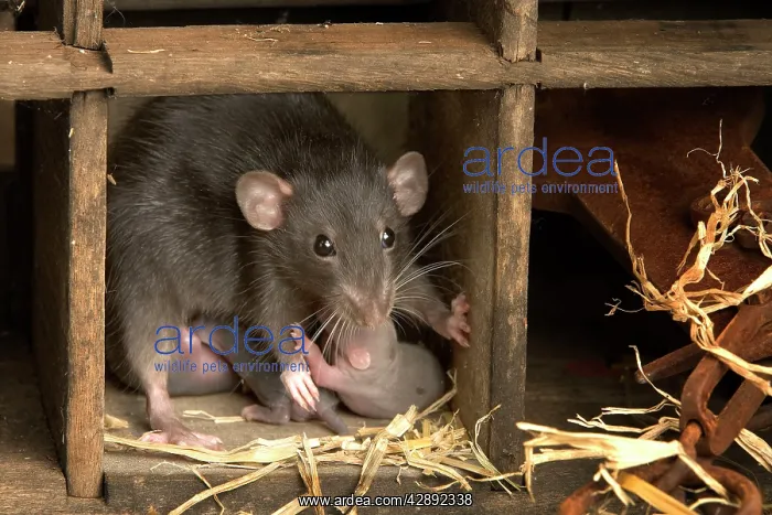: Brown Rat - with young : Brown Rat - with young