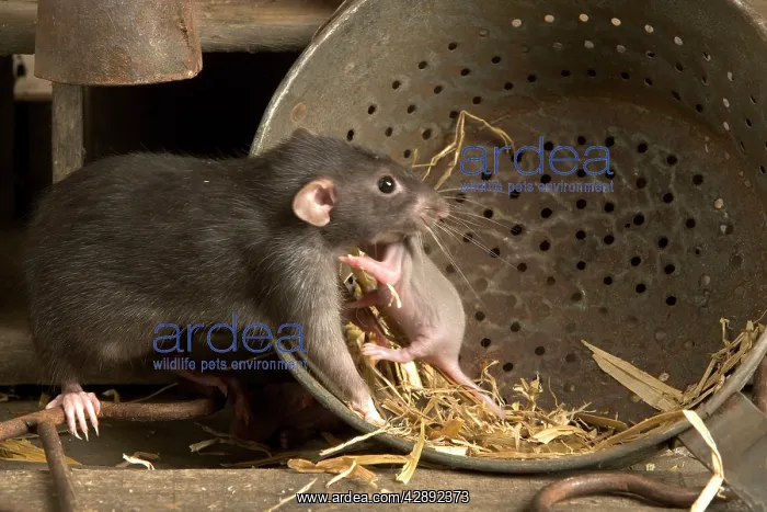 : Brown Rat - with young : Brown Rat - with young