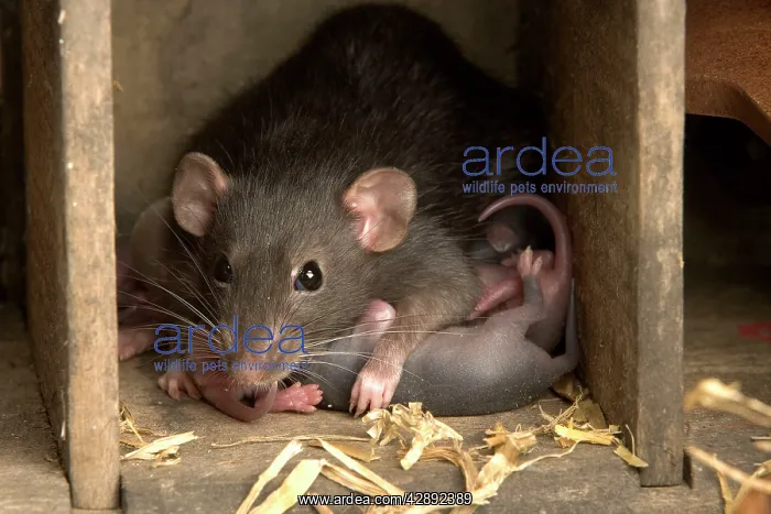  : Brown Rat - with young