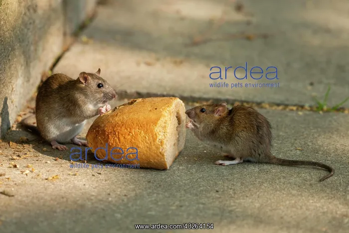 : Brown rats (Rattus norvegicus) eating bread, Thuringia : Brown rats (Rattus norvegicus) eating bread, Thuringia