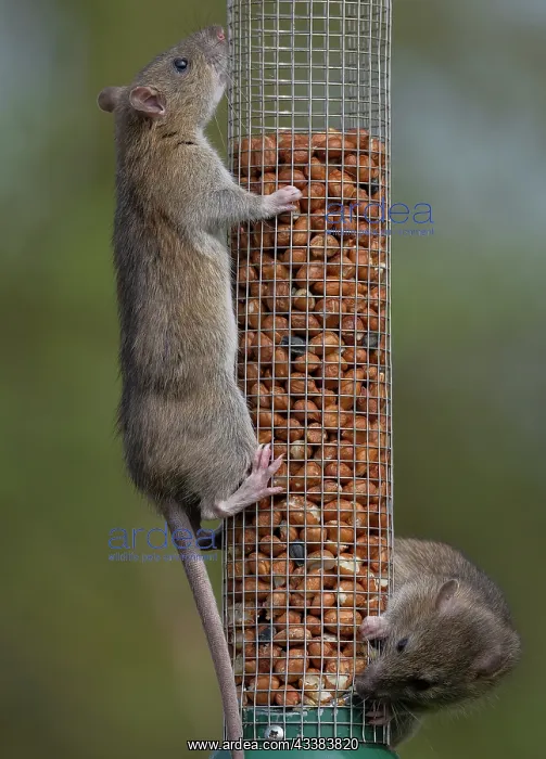 : Brown rats, Rattus norvegicus, feeding at bird p : Brown rats, Rattus norvegicus, feeding at bird p