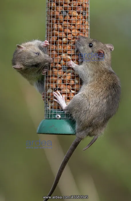 : Brown rats, Rattus norvegicus, feeding at bird p : Brown rats, Rattus norvegicus, feeding at bird p