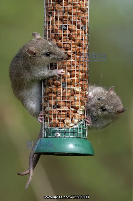 : Brown rats, Rattus norvegicus, feeding at bird p : Brown rats, Rattus norvegicus, feeding at bird p