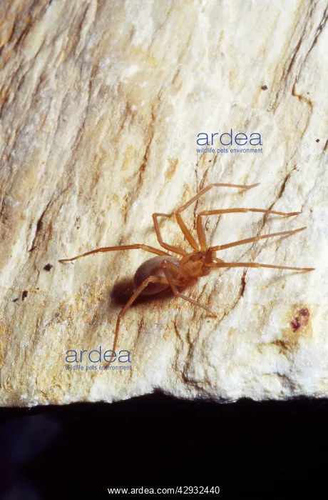 : Brown Recluse Spider : Brown Recluse Spider