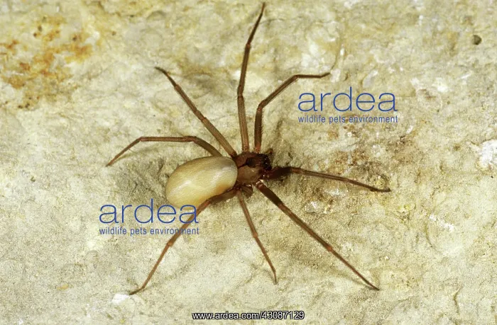 : Brown Recluse Spider : Brown Recluse Spider