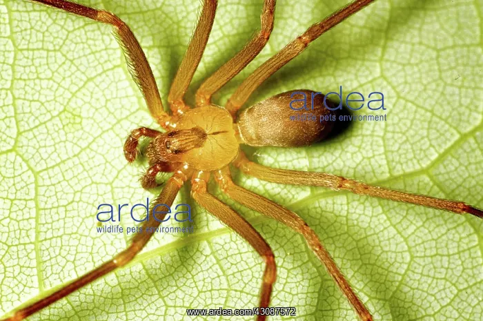 : Brown Recluse Spider : Brown Recluse Spider