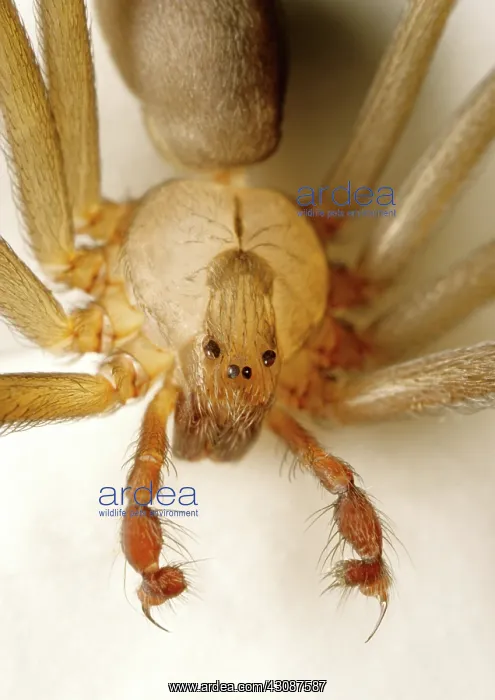 : Brown Recluse Spider : Brown Recluse Spider