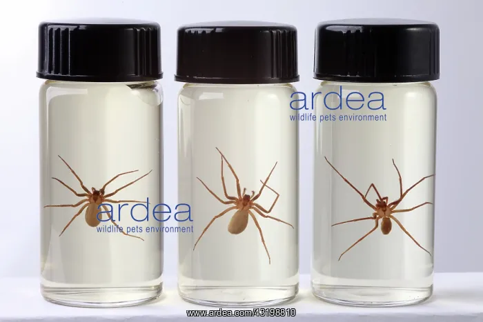 : Brown Recluse Spider : Brown Recluse Spider