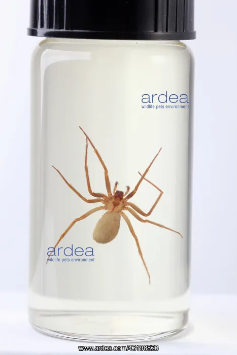 : Brown Recluse Spider : Brown Recluse Spider