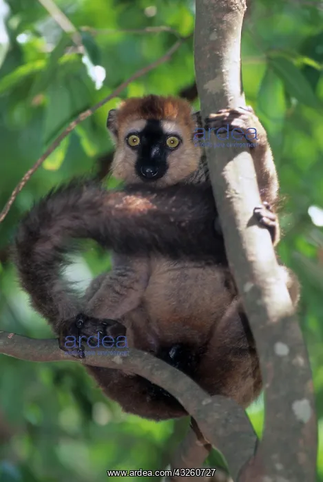 : Brown Red-fronted Lemur, (Eulemur fulvus : Brown Red-fronted Lemur, (Eulemur fulvus