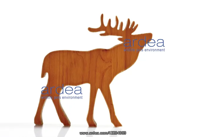 : Brown reindeer, moose, wooden decoration figurine : Brown reindeer, moose, wooden decoration figurine