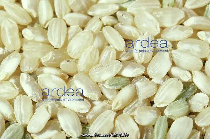 : Brown rice : Brown rice