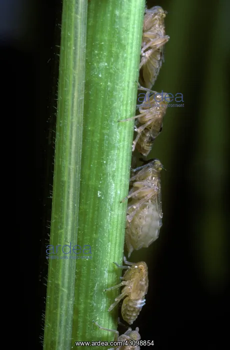 : Brown Rice Planthoppers : Brown Rice Planthoppers