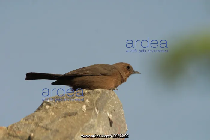 : Brown Rock-Chat / Indian CHAT - Frequents rocky : Brown Rock-Chat / Indian CHAT - Frequents rocky
