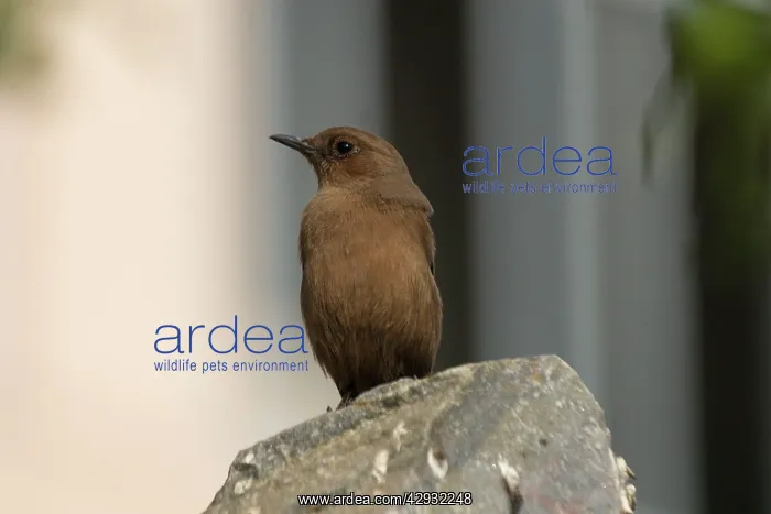 : Brown Rock-Chat / Indian CHAT - perched on rock : Brown Rock-Chat / Indian CHAT - perched on rock