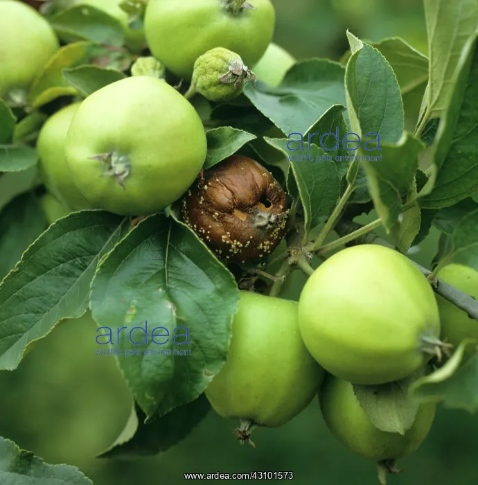 : Brown rot on Apple : Brown rot on Apple