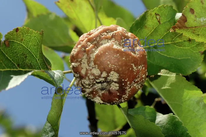 : Brown rot on apples : Brown rot on apples