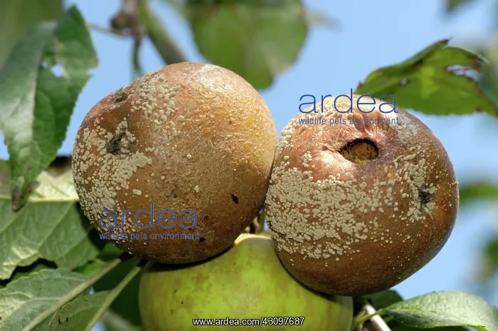 : Brown rot on apples : Brown rot on apples