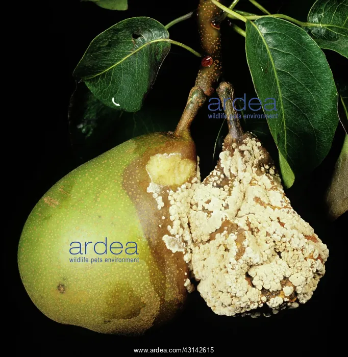 : Brown rot (Sclerotinia fructigena) : Brown rot (Sclerotinia fructigena)