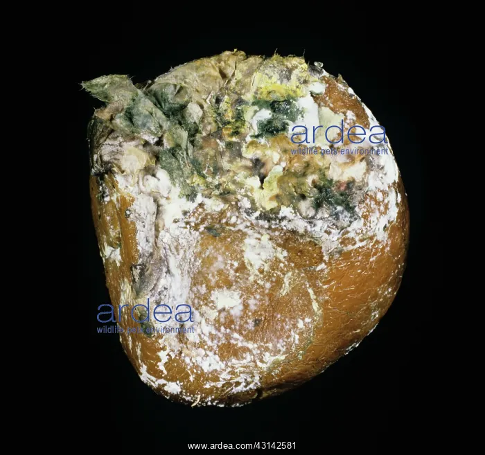 : Brown rot (Trichoderma sp.) : Brown rot (Trichoderma sp.)