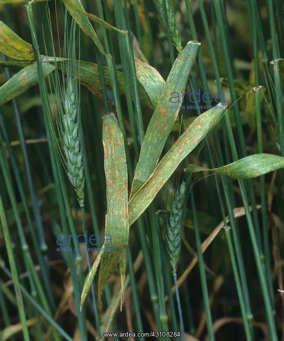 : Brown rust infection : Brown rust infection
