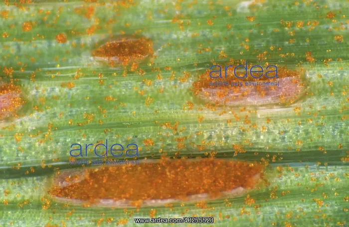 : Brown Rust (Puccinia hordei) on Barley : Brown Rust (Puccinia hordei) on Barley