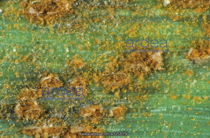  : Brown Rust (Puccinia hordei) on barley