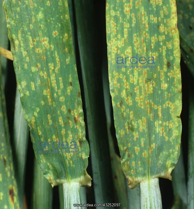 : Brown Rust (Puccinia hordei) on Barley leaves : Brown Rust (Puccinia hordei) on Barley leaves