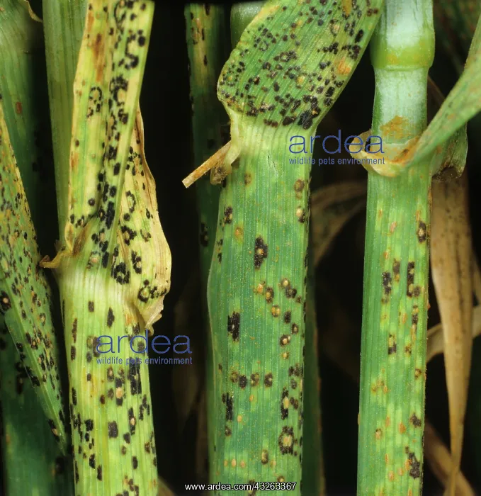 : Brown Rust (Puccinia hordei) on Barley stems : Brown Rust (Puccinia hordei) on Barley stems
