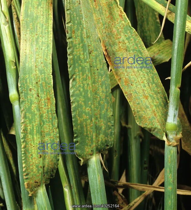  : Brown Rust (Puccinia hordei) infected Barley