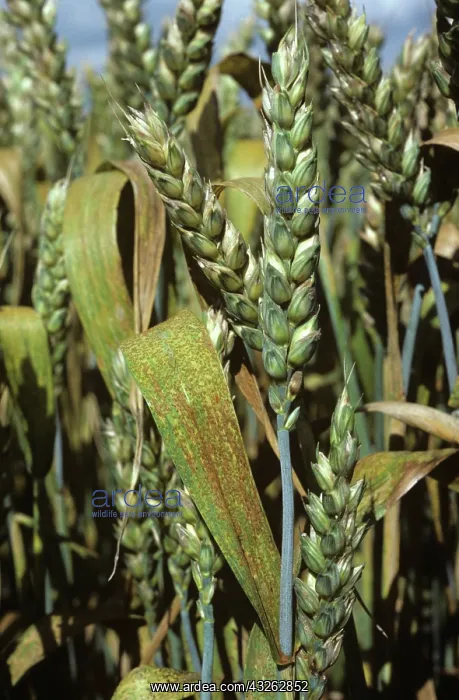 : Brown Rust (Puccinia recondita) on Wheat : Brown Rust (Puccinia recondita) on Wheat