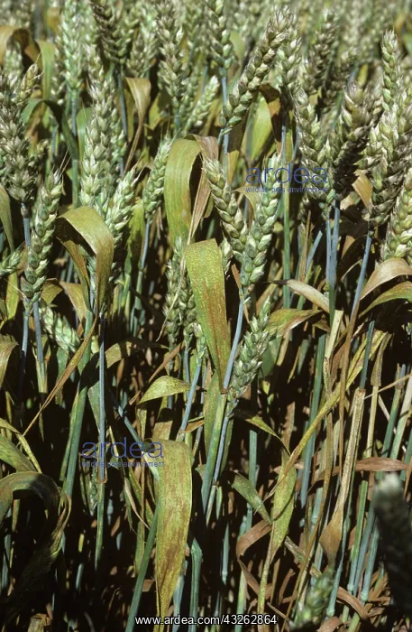 : Brown Rust (Puccinia recondita) on Wheat : Brown Rust (Puccinia recondita) on Wheat
