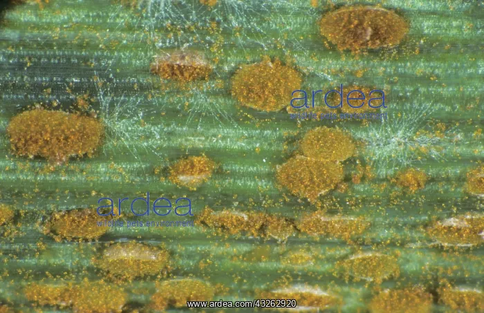 : Brown Rust (Puccinia recondita) on Wheat : Brown Rust (Puccinia recondita) on Wheat