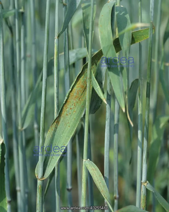 : Brown Rust on Rye leaf : Brown Rust on Rye leaf