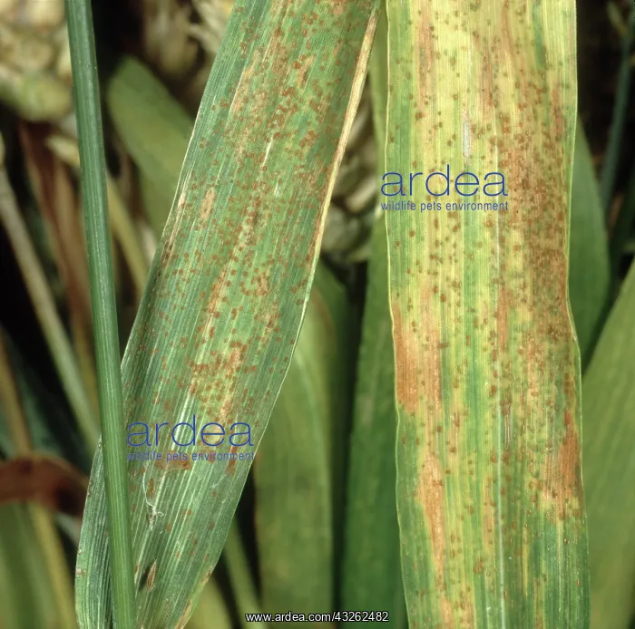  : Brown rust on wheat