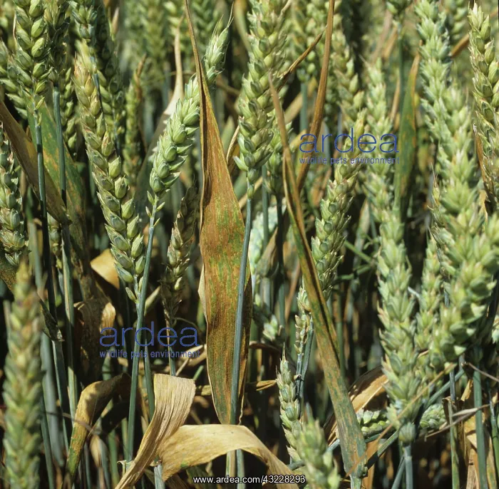 : Brown rust on wheat flagleaves : Brown rust on wheat flagleaves