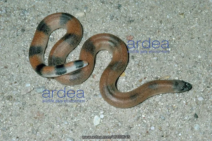 : Brown Sand Boa : Brown Sand Boa