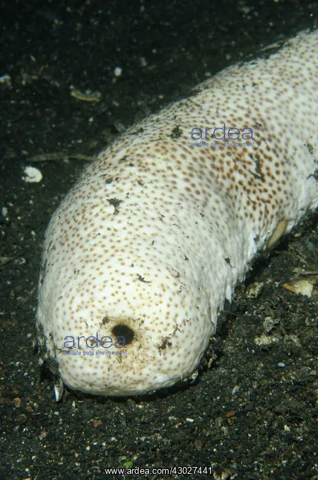 : Brown Sandfish Sea Cucumber : Brown Sandfish Sea Cucumber