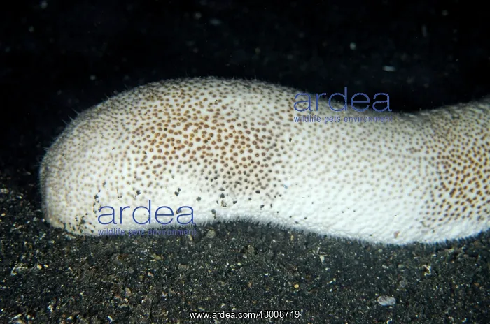 : Brown Sandfish Sea Cucumber on black sand TK1 dive : Brown Sandfish Sea Cucumber on black sand TK1 dive