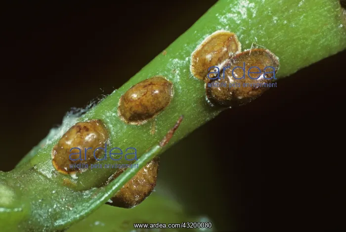 : Brown Scale Insect : Brown Scale Insect