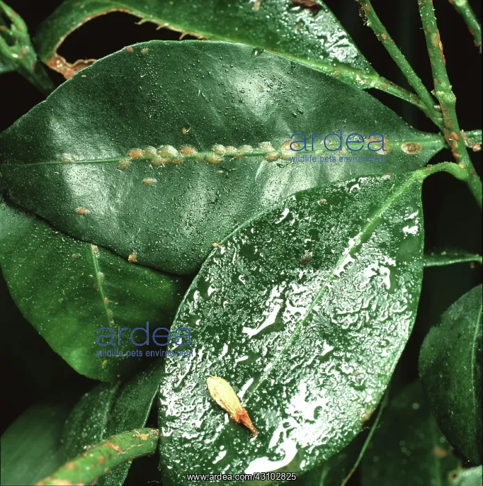 : Brown scale insect and honeydew : Brown scale insect and honeydew