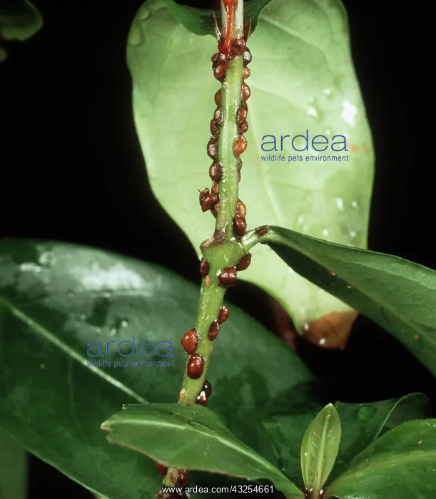 : Brown Scale Insects : Brown Scale Insects