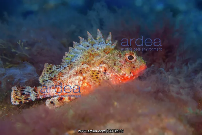 : Brown scorpionfishes (Scorpaena porcus). Fish of : Brown scorpionfishes (Scorpaena porcus). Fish of