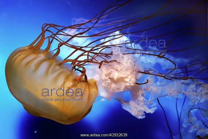: BROWN SEA NETTLE JELLYFISH : BROWN SEA NETTLE JELLYFISH