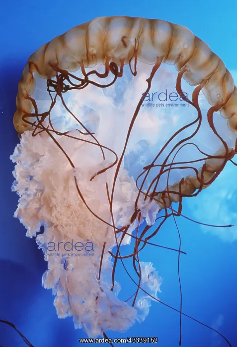 : Brown Sea Nettle / Jellyfish : Brown Sea Nettle / Jellyfish