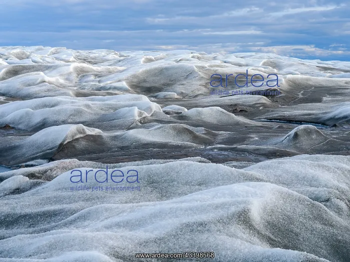 : The brown sediment on the Greenland ice is created : The brown sediment on the Greenland ice is created