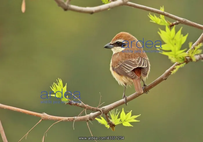 : Brown Shrike (Lanius cristatus cristatus) adult : Brown Shrike (Lanius cristatus cristatus) adult