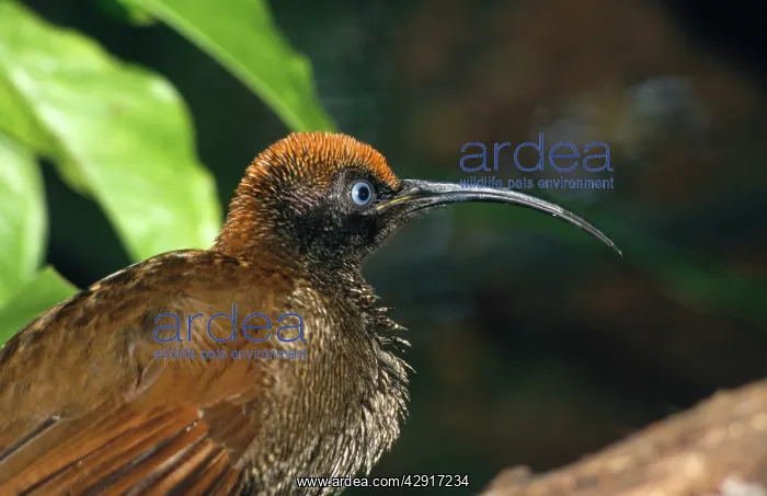 : Brown Sickle-billed Bird of Paradise : Brown Sickle-billed Bird of Paradise